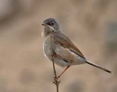 Curruca conspicillata