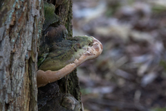 Phellinus