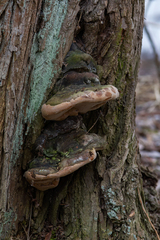 Phellinus