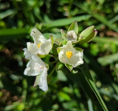 Tradescantia ohiensis
