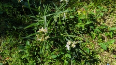 Tradescantia ohiensis