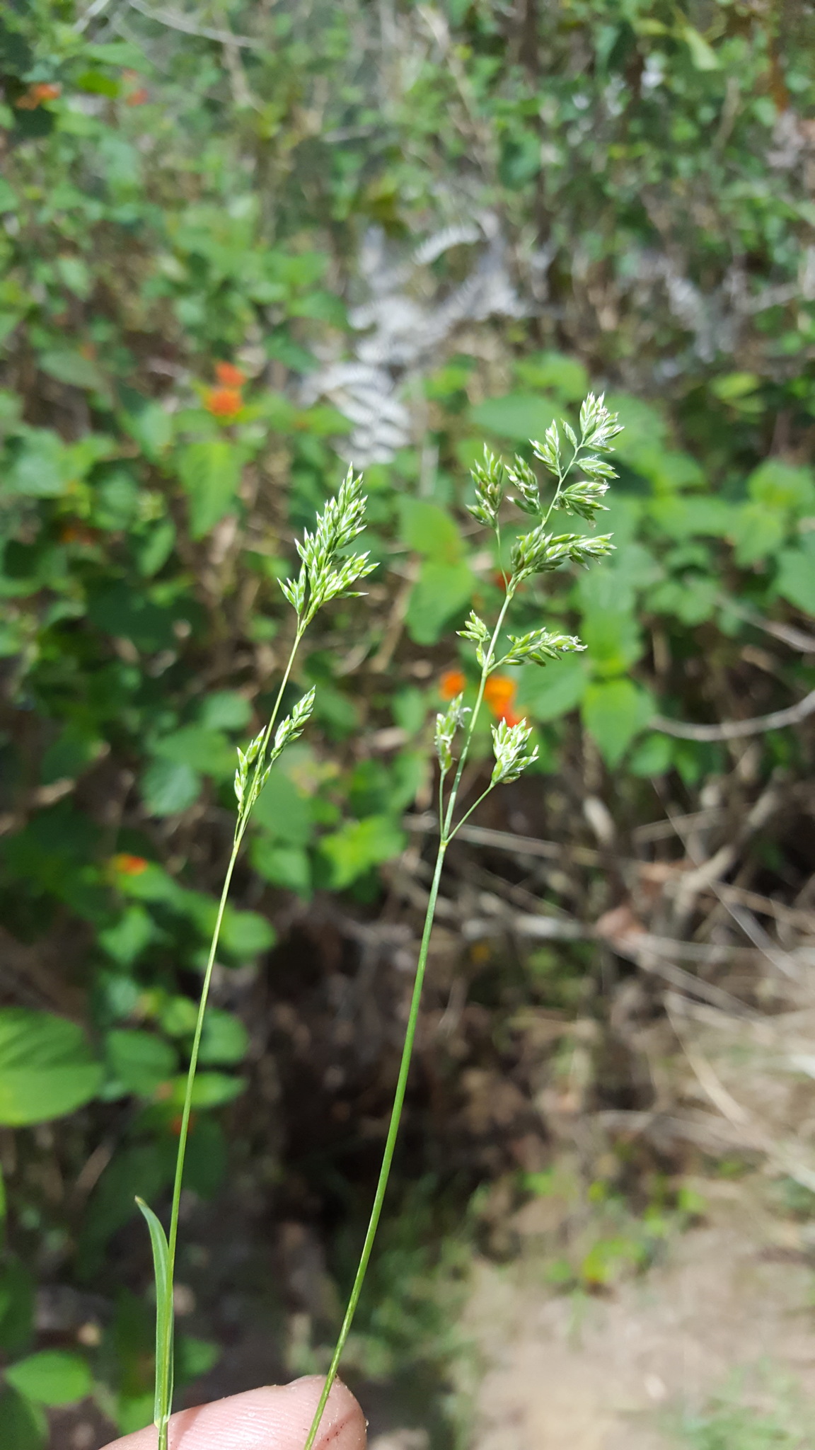 (c) François Rousseu, certains droits réservés (CC BY-NC) https://www.inaturalist.org/observations/148772460