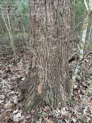 Quercus macrocarpa