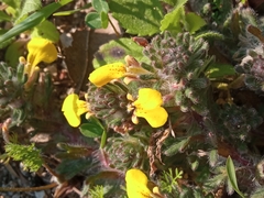 Ajuga chamaepitys chia