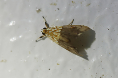 Agrotera