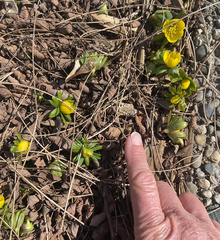 Eranthis
