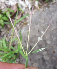 Chloris pycnothrix