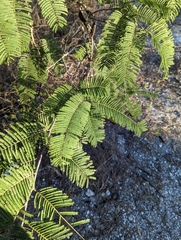 Vachellia pennatula