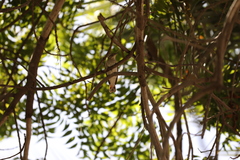 Cercotrichas galactotes