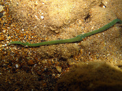 Lineus fuscoviridis