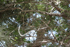 Cercotrichas galactotes