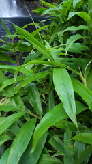 Hedychium gardnerianum