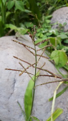 Paspalum paniculatum