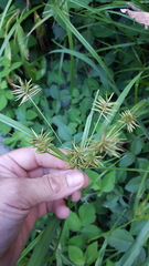 Cyperus luteus