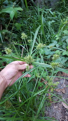 Cyperus luteus