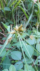 Cyperus polystachyos
