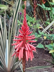Kniphofia uvaria