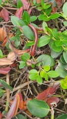 Centrobolus
