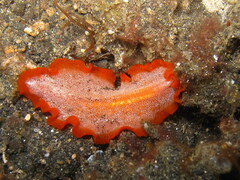 Phrikoceros