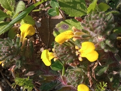 Ajuga chamaepitys chia