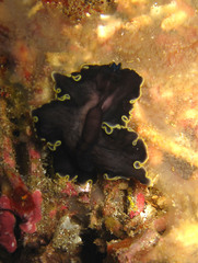 Pseudobiceros flavocanthus