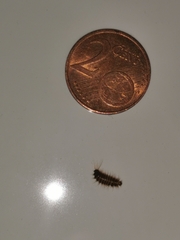 Dermestidae