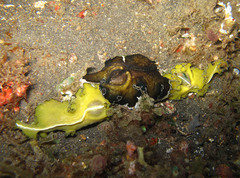 Pseudobiceros flowersi