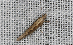 Plutella xylostella-australiana