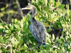 Nannopterum brasilianum