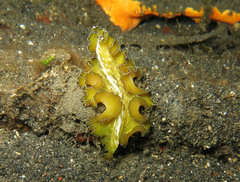 Pseudobiceros flowersi