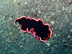 Pseudobiceros gloriosus