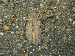 Pseudobiceros murinus