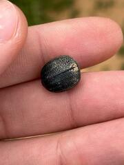 Pimelia derasa derasoides