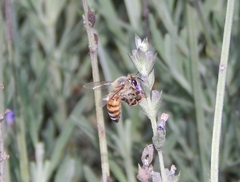 Apis mellifera scutellata