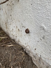 Cornu aspersum