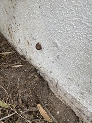 Cornu aspersum