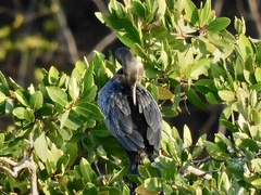 Nannopterum brasilianum