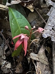 Duguetia sessilis