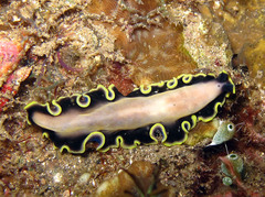 Pseudoceros jebborum