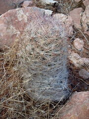 Escobaria chlorantha