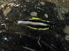 Pseudoceros jebborum