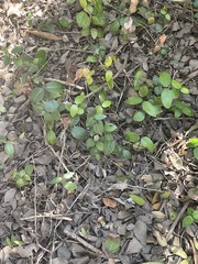 Malpighia glabra