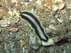 Pseudoceros paralaticlavus