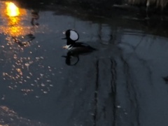 Lophodytes cucullatus