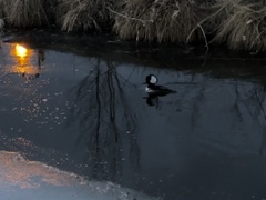 Lophodytes cucullatus