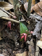 Duguetia sessilis
