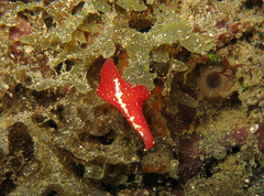 Pseudoceros rubronanus