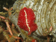 Pseudoceros rubronanus