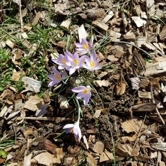Crocus tommasinianus
