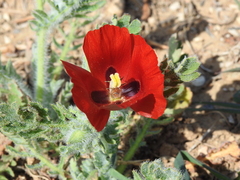 Glaucium corniculatum